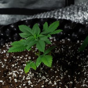 Transplanted girls single pics