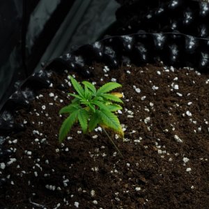 Transplanted girls single pics