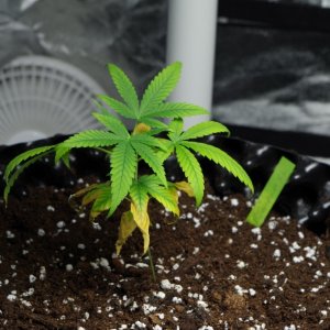 Transplanted girls single pics