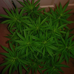 AK48 Day 74