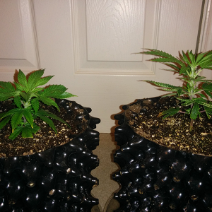 Clones AK48 WW Day 15 Pic 2