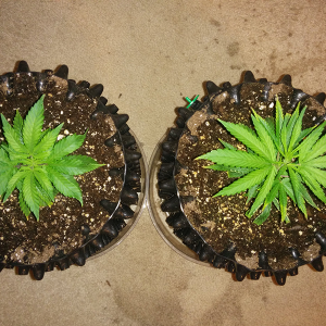 Clones AK48 WW Day 15