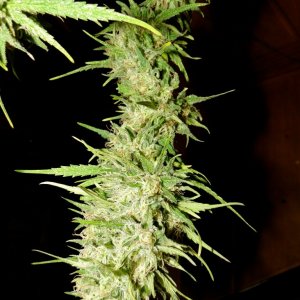 Organic Silver Fox-Pheno #2-Harvest Day