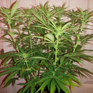 AK48 Day 79 Pic 2