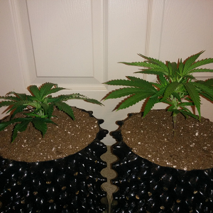 Clones Day 15 Pic 2