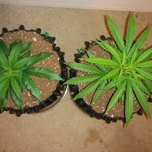 Clones Day 15 Pic 1