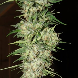 Organic Silver Fox-Pheno #2