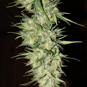 Organic Silver Fox-Pheno #2