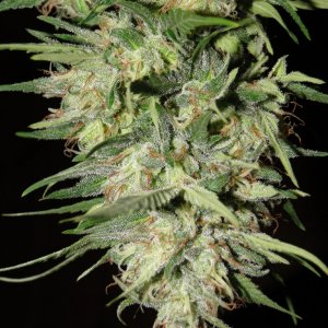 Organic Silver Fox-Pheno #2