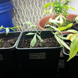 Potting clones