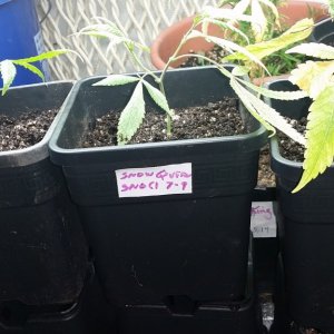 Potting clones