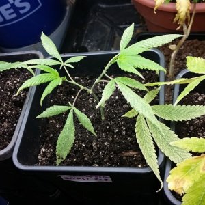 Potting clones