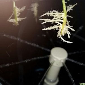 Potting clones