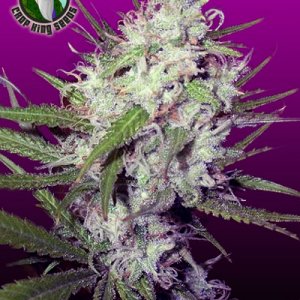 Dark Angel Feminized