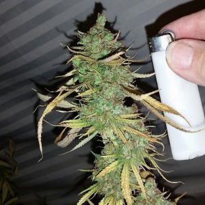 White Widow Bellatrix C2