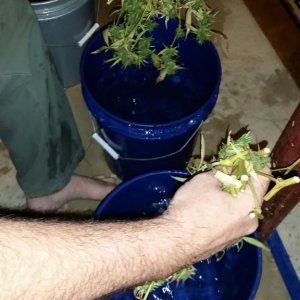 Bud washing