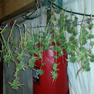 Bud washing