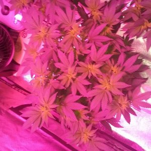 Flower day 9