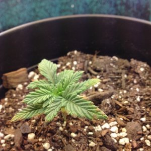 firstgrow1