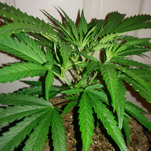 AK48 Clone Day 19 2