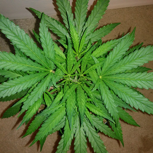 AK48 Clone Day 19