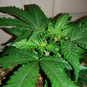 WW Clone Day 19 2