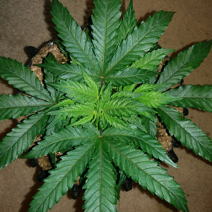 WW Clone Day 19