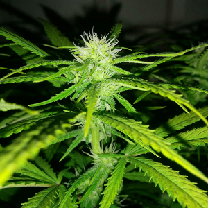 AK 48 Day 83 4