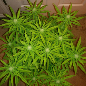 AK 48 Day 83