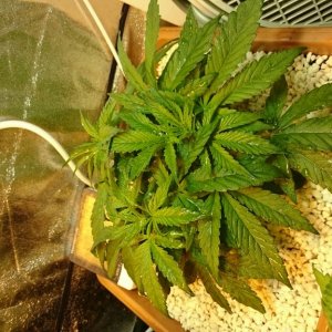 purple kush grow