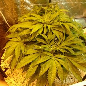 purple kush grow