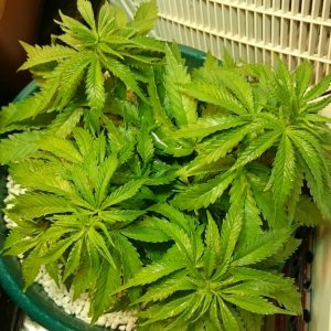 purple kush grow