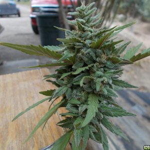 What is it?What strain is this beauty