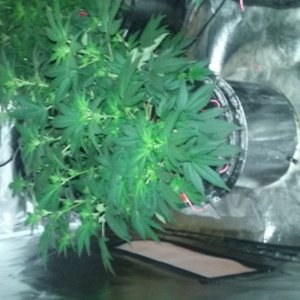 Flower day 12