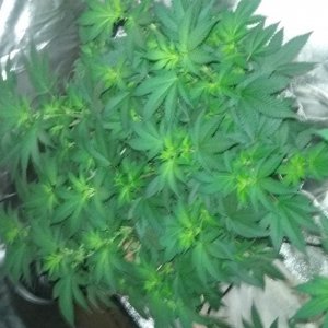 Flower day 12