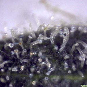 lowryder trichs week 12