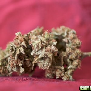 Full Moon_Buds_2