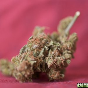 Full Moon_Buds_3