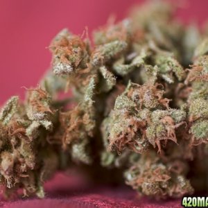 Full Moon_Buds_4