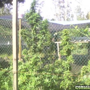 Hawaiian Sativa Outdoors Big Island Hawaii