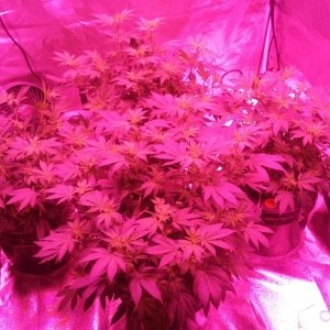 Flower day 14