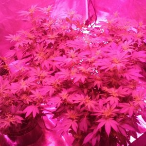 Flower day 14