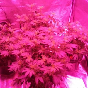 Flower day 14