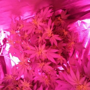 Flower day 14