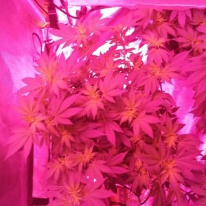 Flower day 14