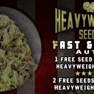 Heavyweight Offer at Herbies