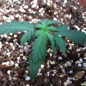 Cannabis grow problem