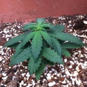 Cannabis grow problem