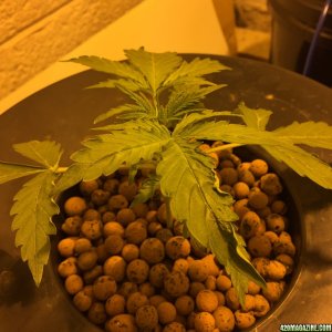 day 10 dwc auto narcotherapy