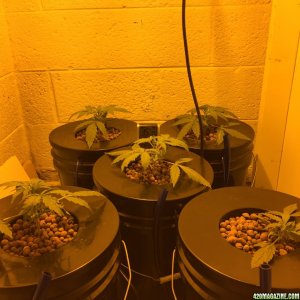 Auto Narcotherapy under 600W in DWC